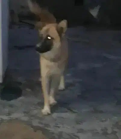 سگ گمشده|حیوانات|لامرد, |دیوار