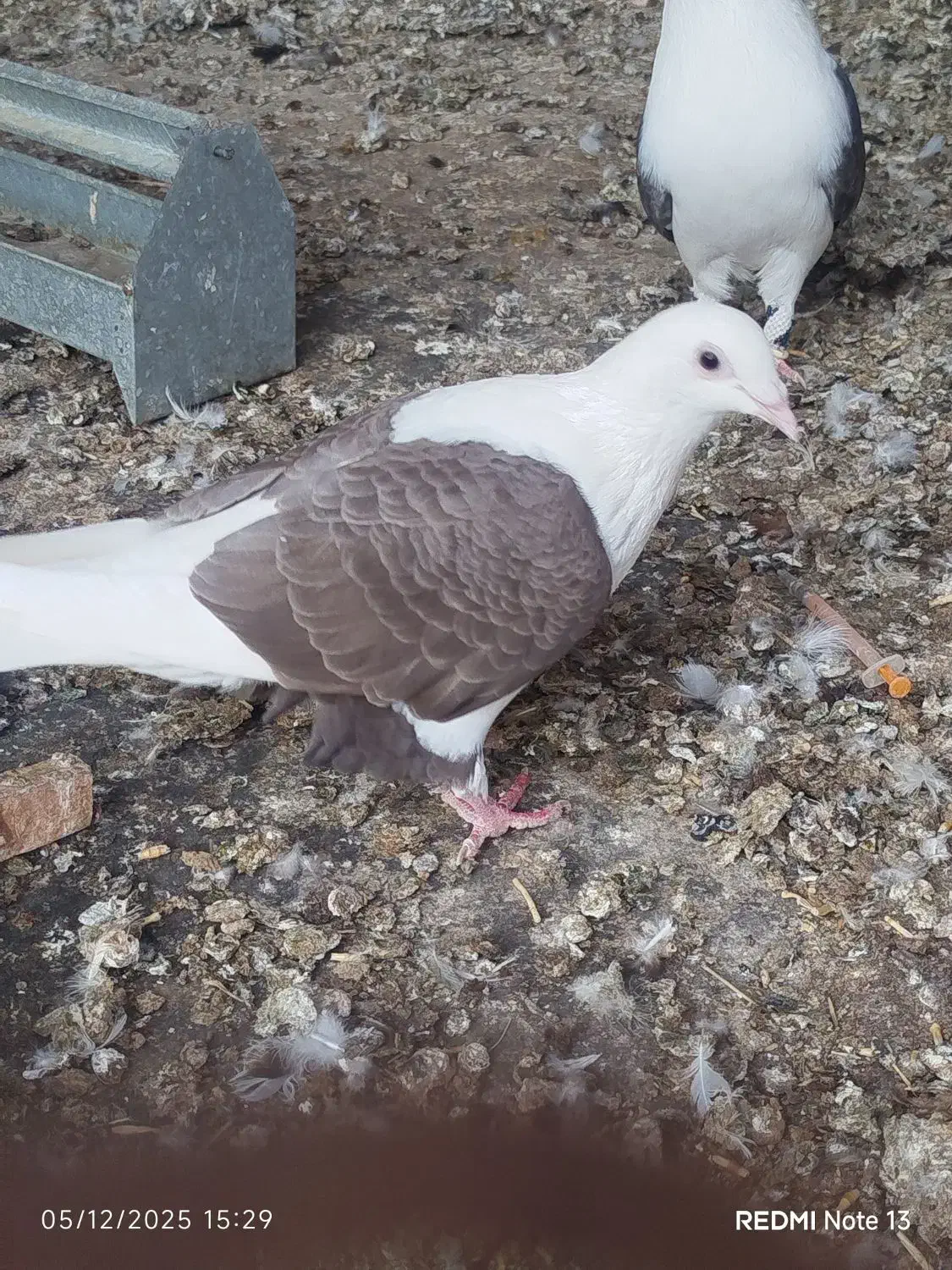 کبوتر|پرنده|برازجان, |دیوار