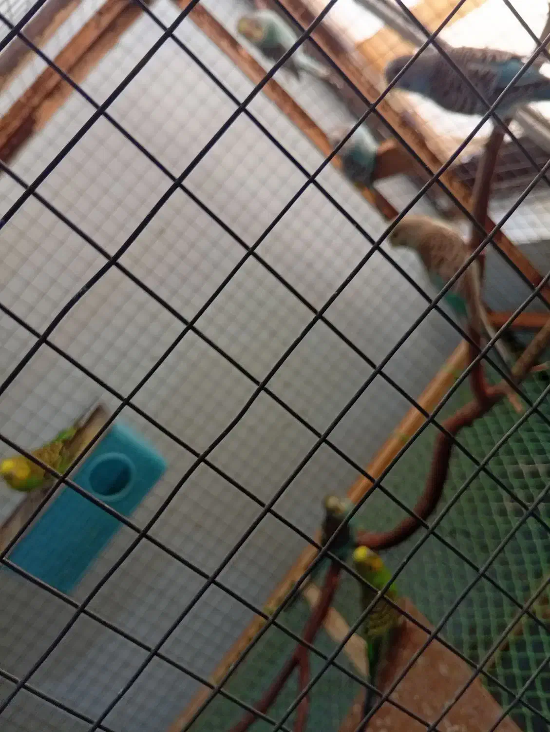 مرغ عشق|پرنده|قشم, |دیوار