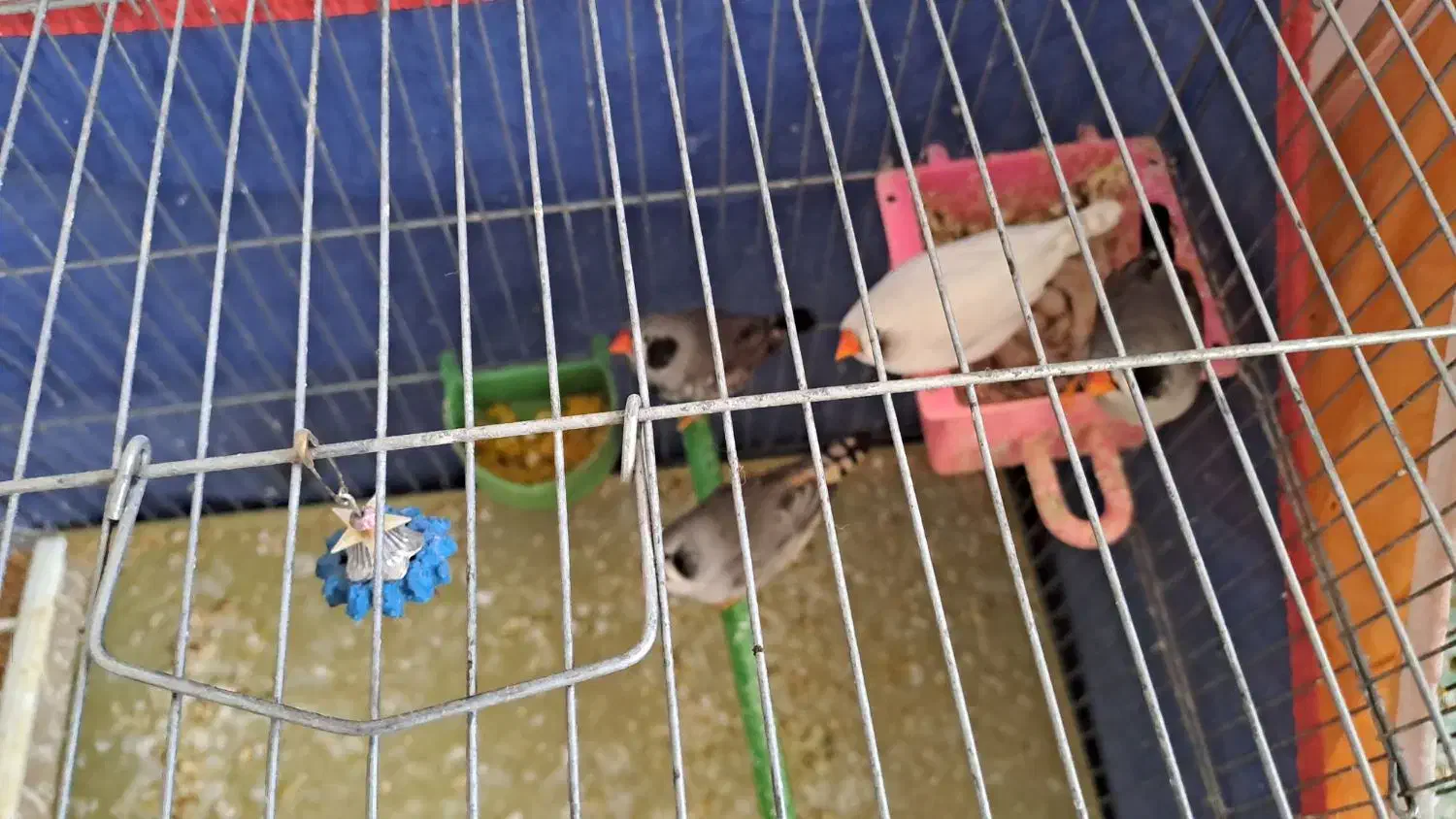 باسلام چند جفت فنچ به فروش میرود|پرنده|شیراز, جانبازان|دیوار