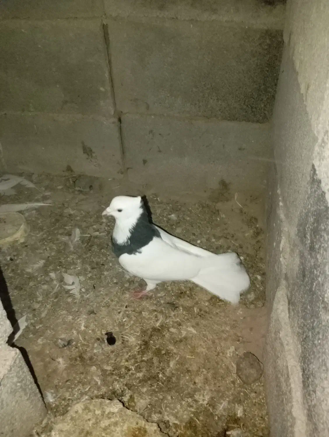 طوقی نر|پرنده|اسفراین, |دیوار