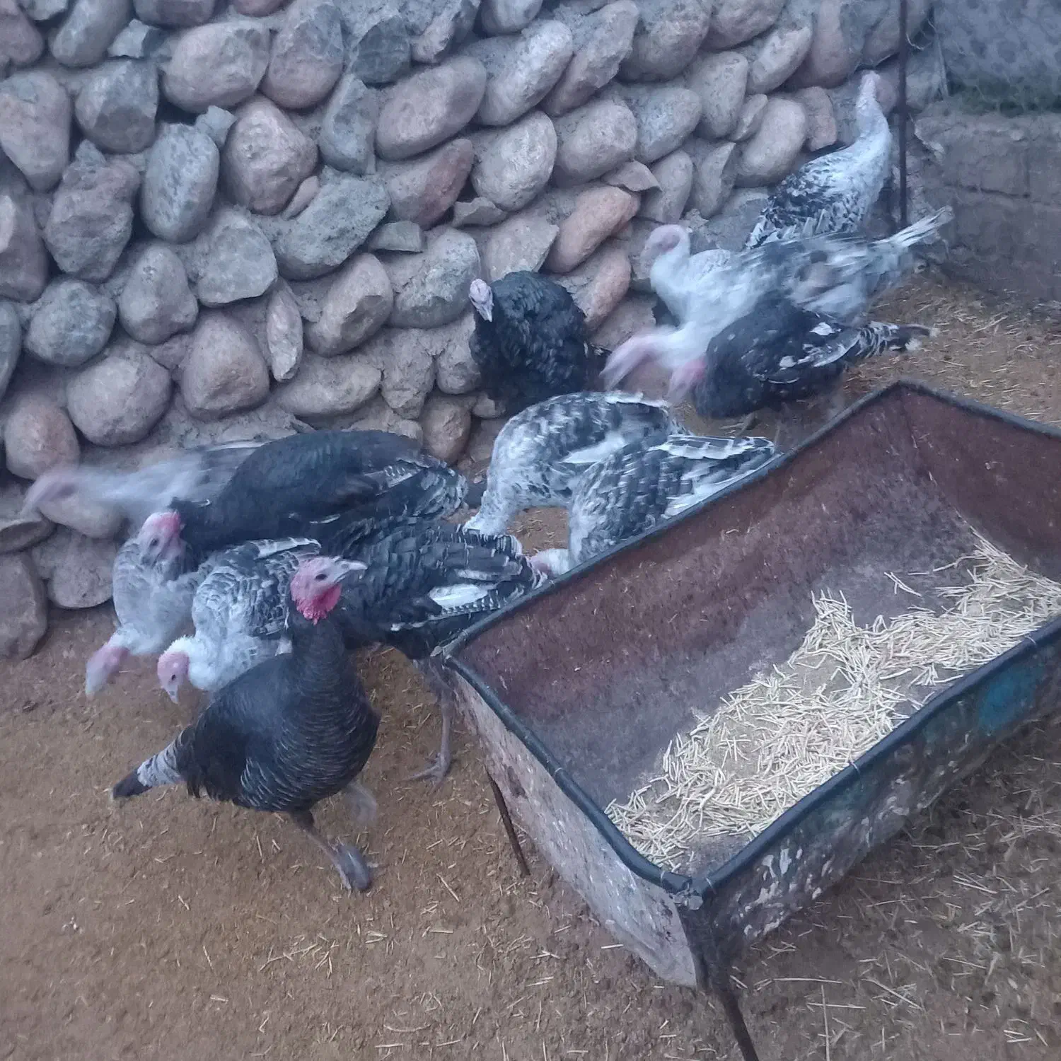 بوقلم12عدد|حیوانات مزرعه|تهران, زنجان جنوبی|دیوار