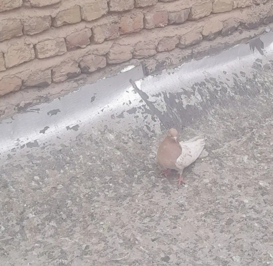 کله زرد|پرنده|خرمدره, |دیوار