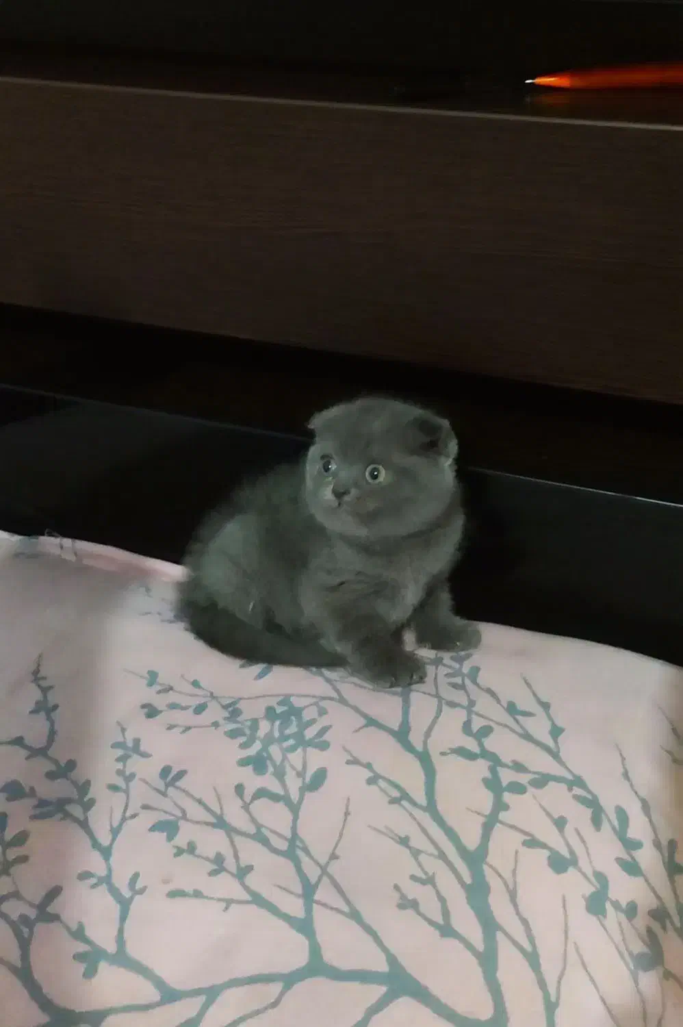 گربه اسکاتیش بلو و لیلاک|گربه|گرگان, |دیوار