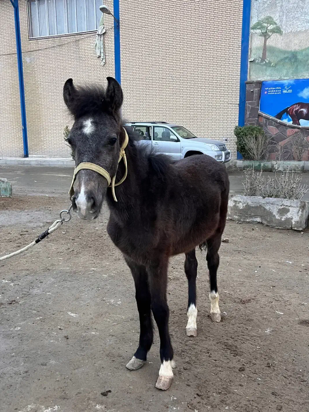 کره پونی نریون|اسب و تجهیزات اسب‌سواری|شهریار, اسکمان|دیوار