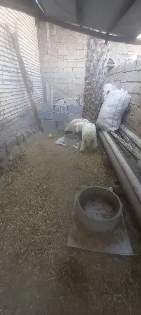 الحایی|حیوانات مزرعه|کرخه, |دیوار