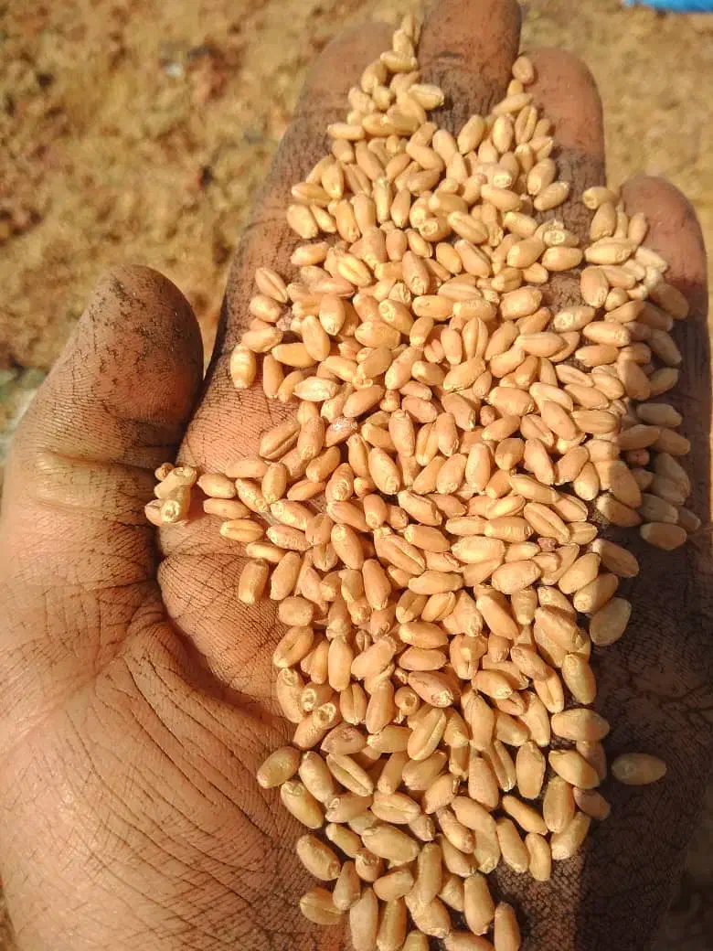 29.500|خدمات باغبانی و درختکاری|درودزن, |دیوار