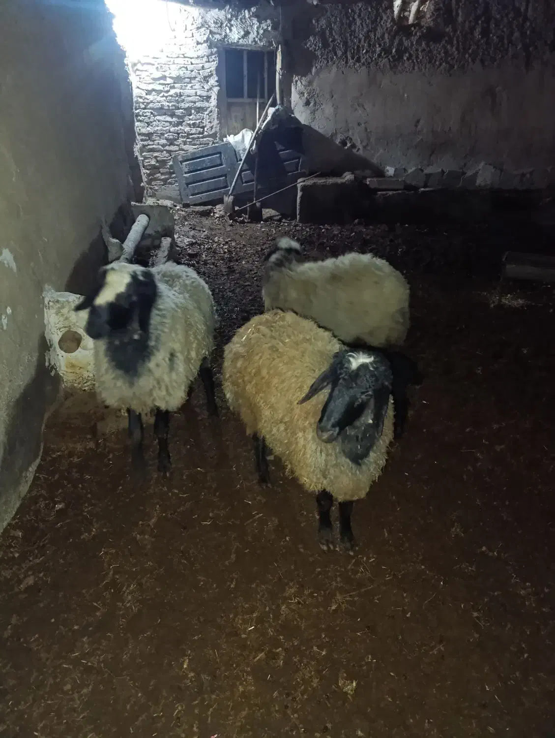 گوسفند|حیوانات مزرعه|بوئین زهرا, |دیوار