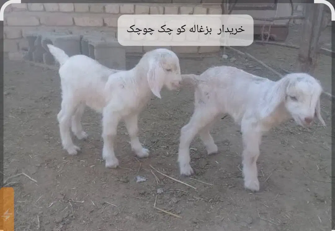 بزغاله|حیوانات مزرعه|آبدانان, |دیوار