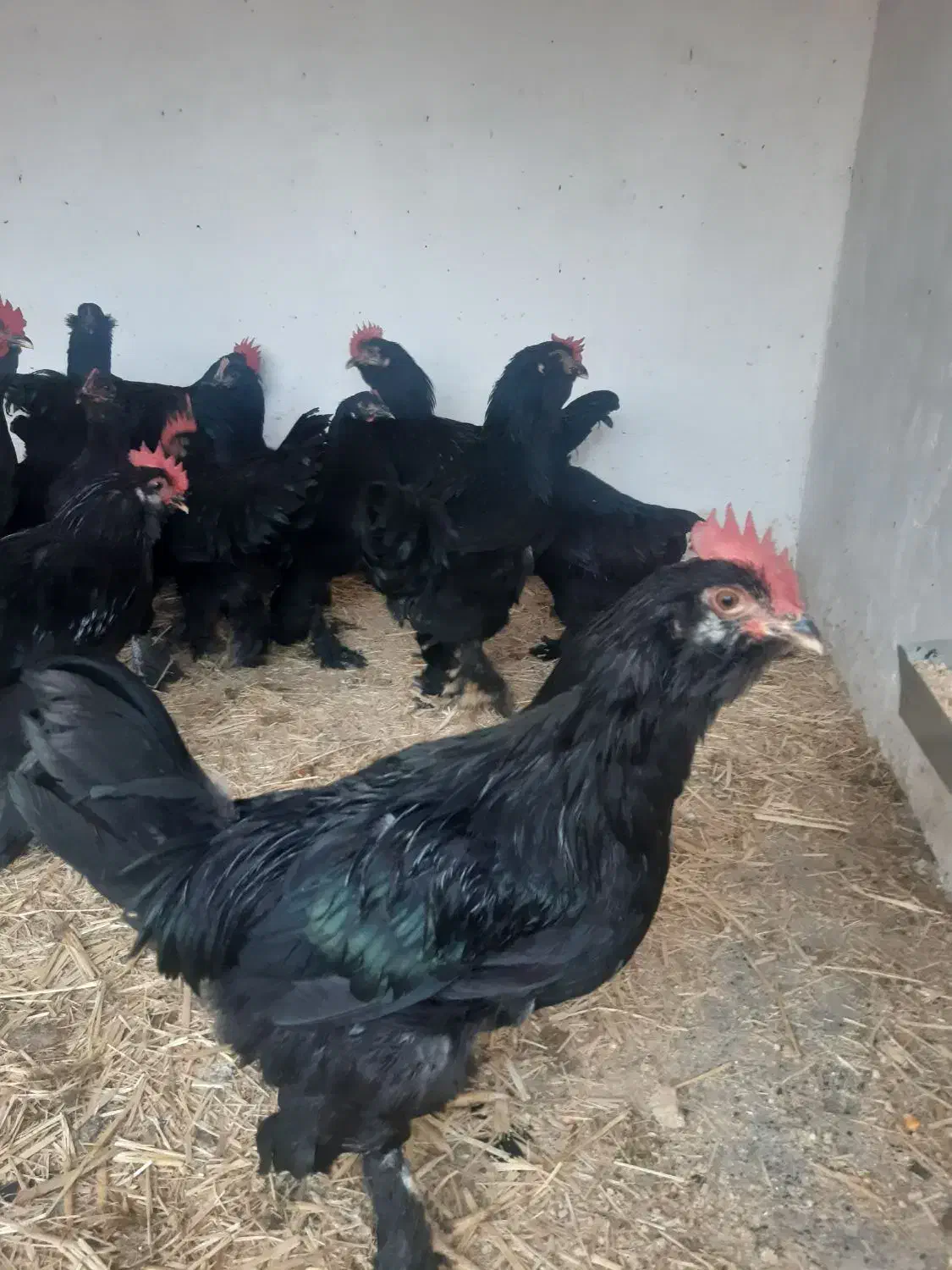 خروس فروشی|حیوانات مزرعه|مشهد, شهید احمدی روشن|دیوار