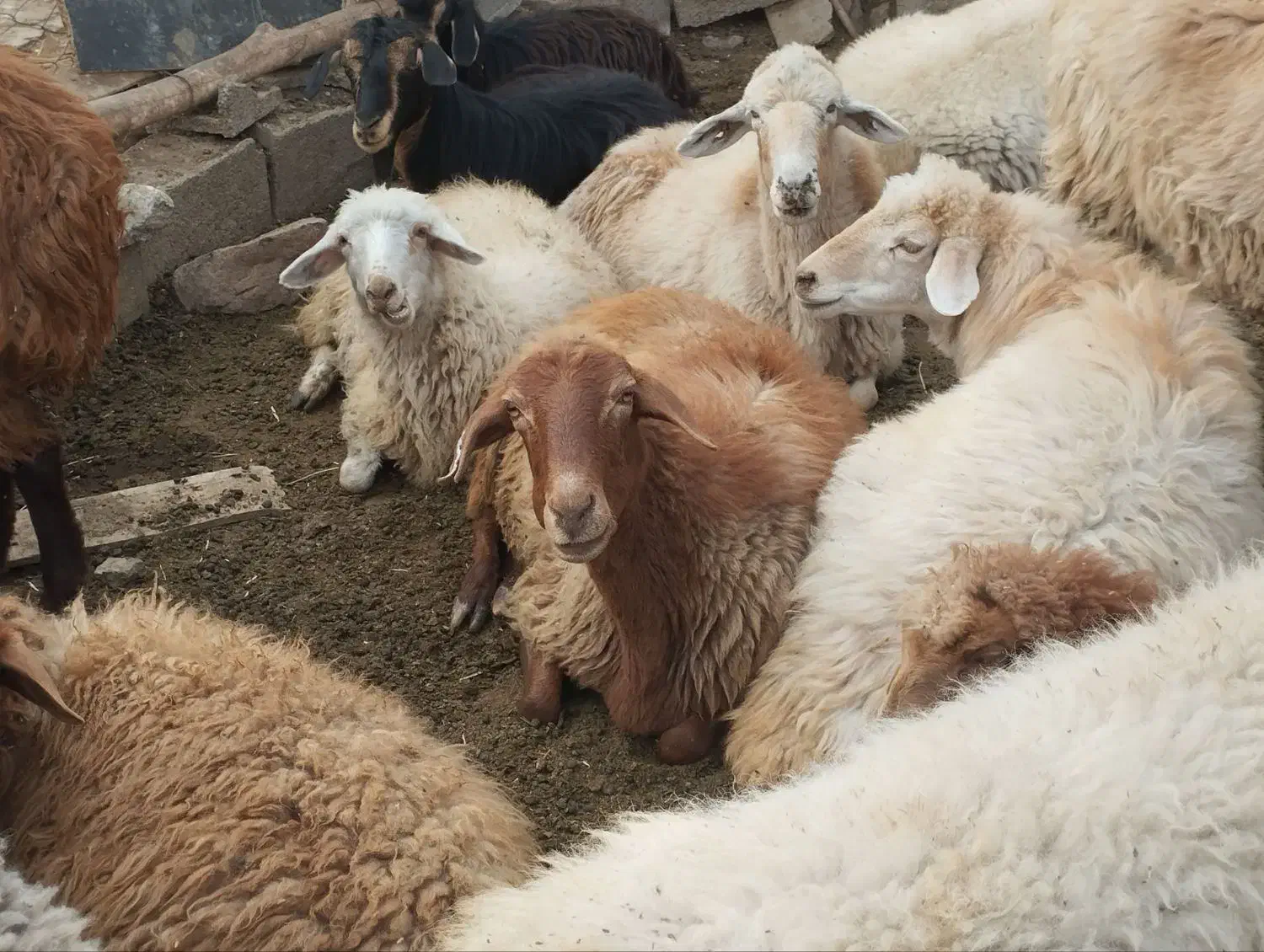 کوسفند|حیوانات مزرعه|ارشق, |دیوار