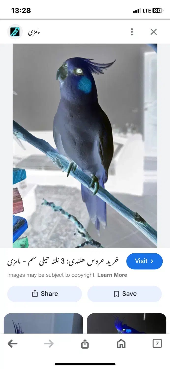 عروس هلندی گم شده|حیوانات|هیرمند, |دیوار