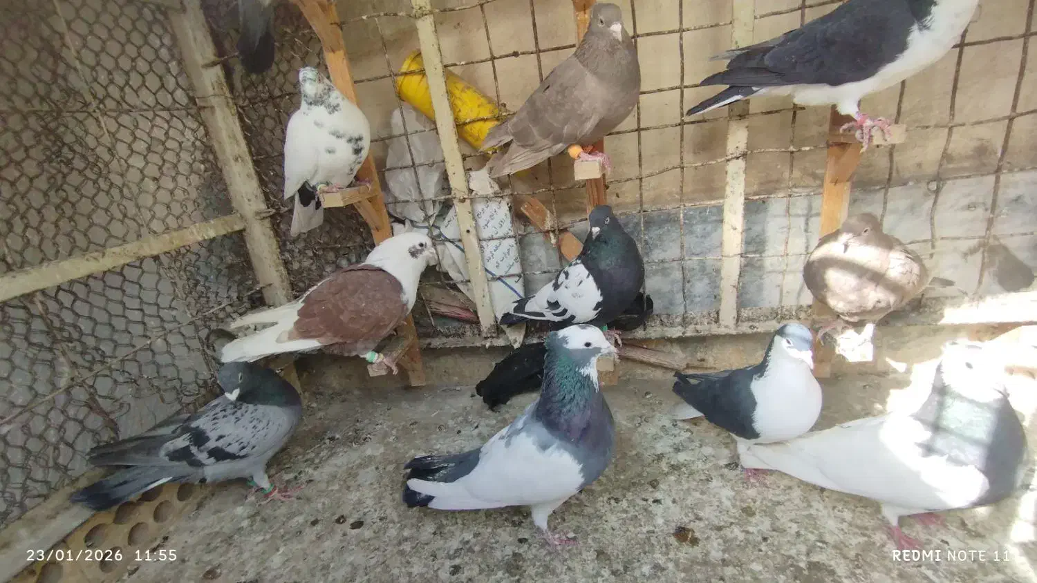 چهارده نرو ماده|پرنده|مشهد, امام رضا (ع)|دیوار