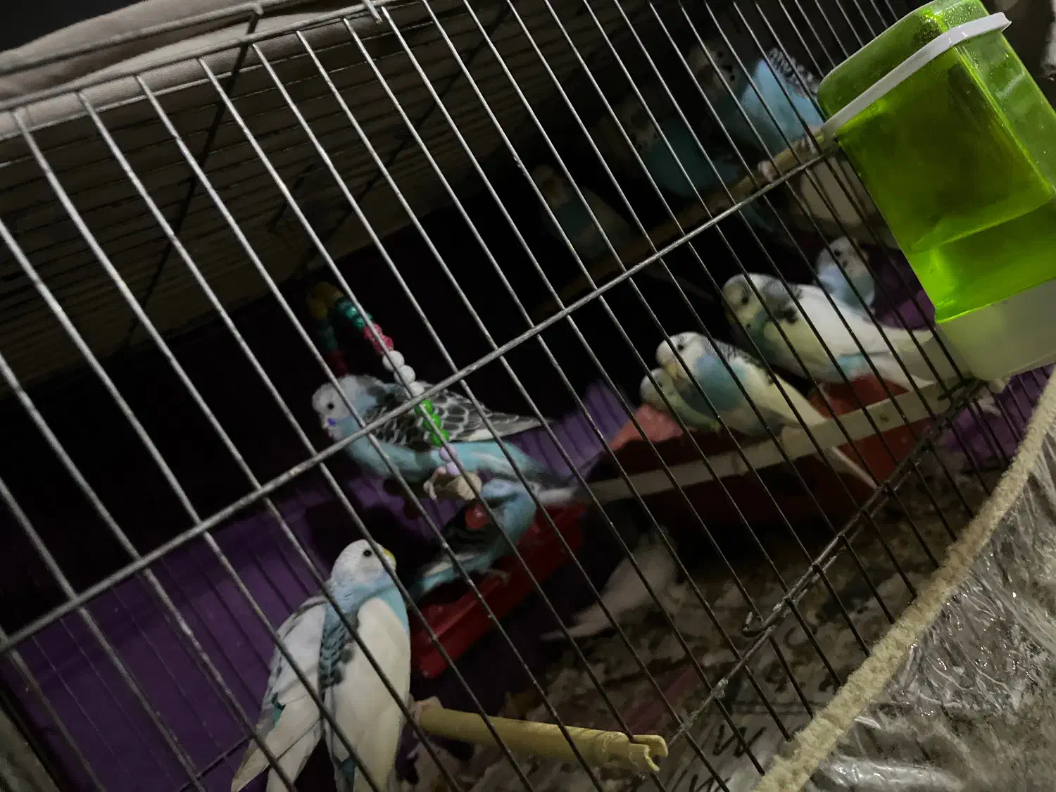 مرغ عشق|پرنده|جیرفت, |دیوار