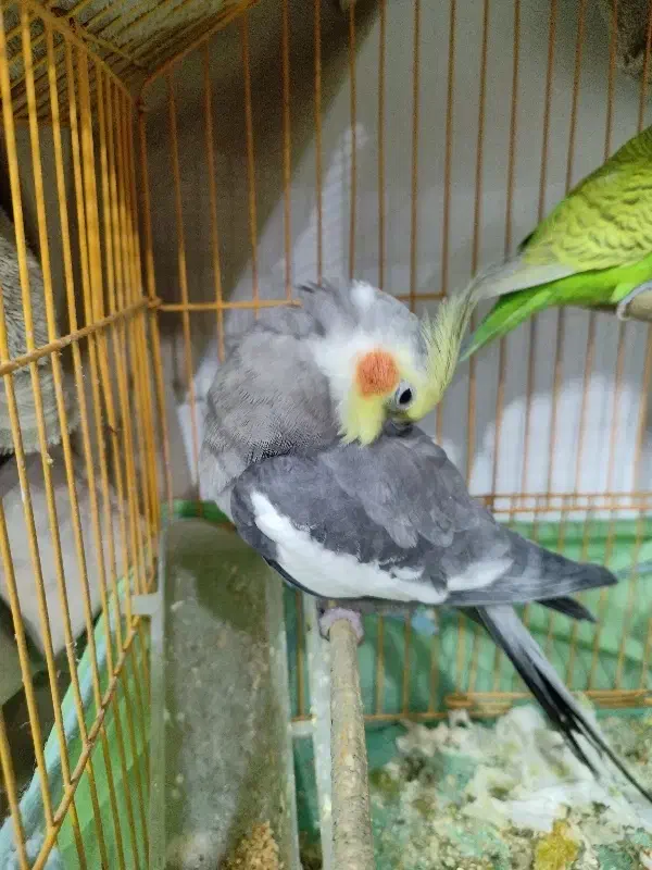 عروس هلندی سخنگو و دستی|پرنده|شیراز, قالیشویی|دیوار