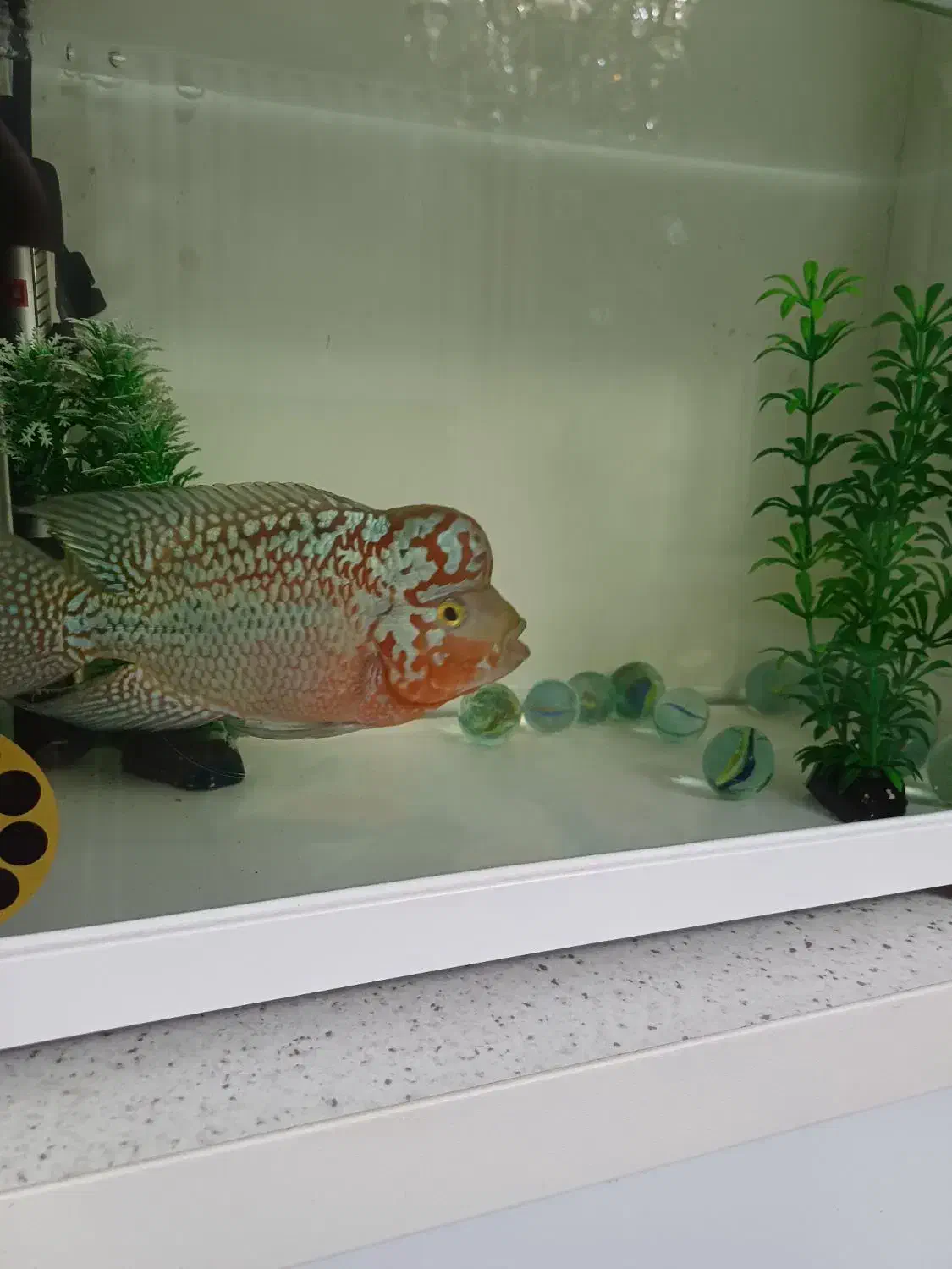 ماهی فلاور کامفا مولتی کالر|ماهی|کرج, فاز ۳ گوهردشت|دیوار