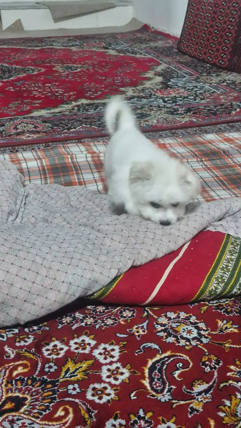 سگ بسیارخوب زرنگ شیتزو|سگ|بجنورد, |دیوار