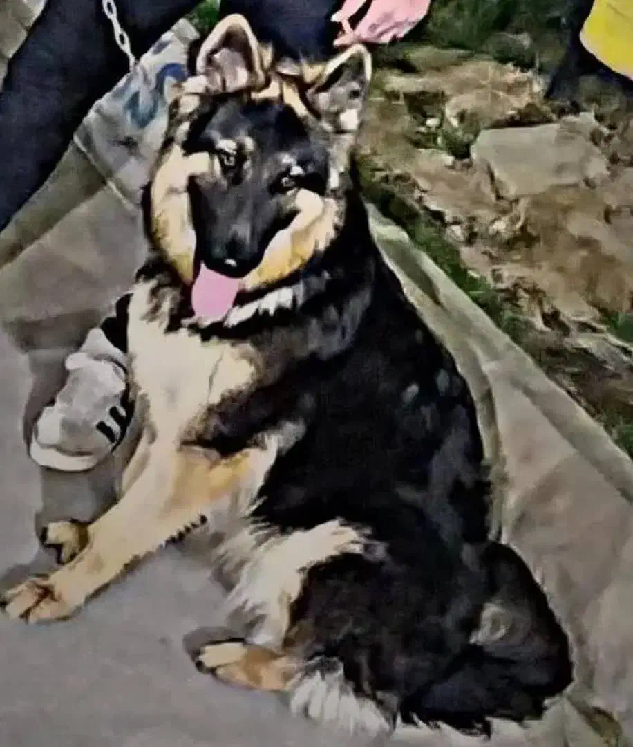 ژرمن ماده مولد|سگ|مسجد سلیمان, |دیوار