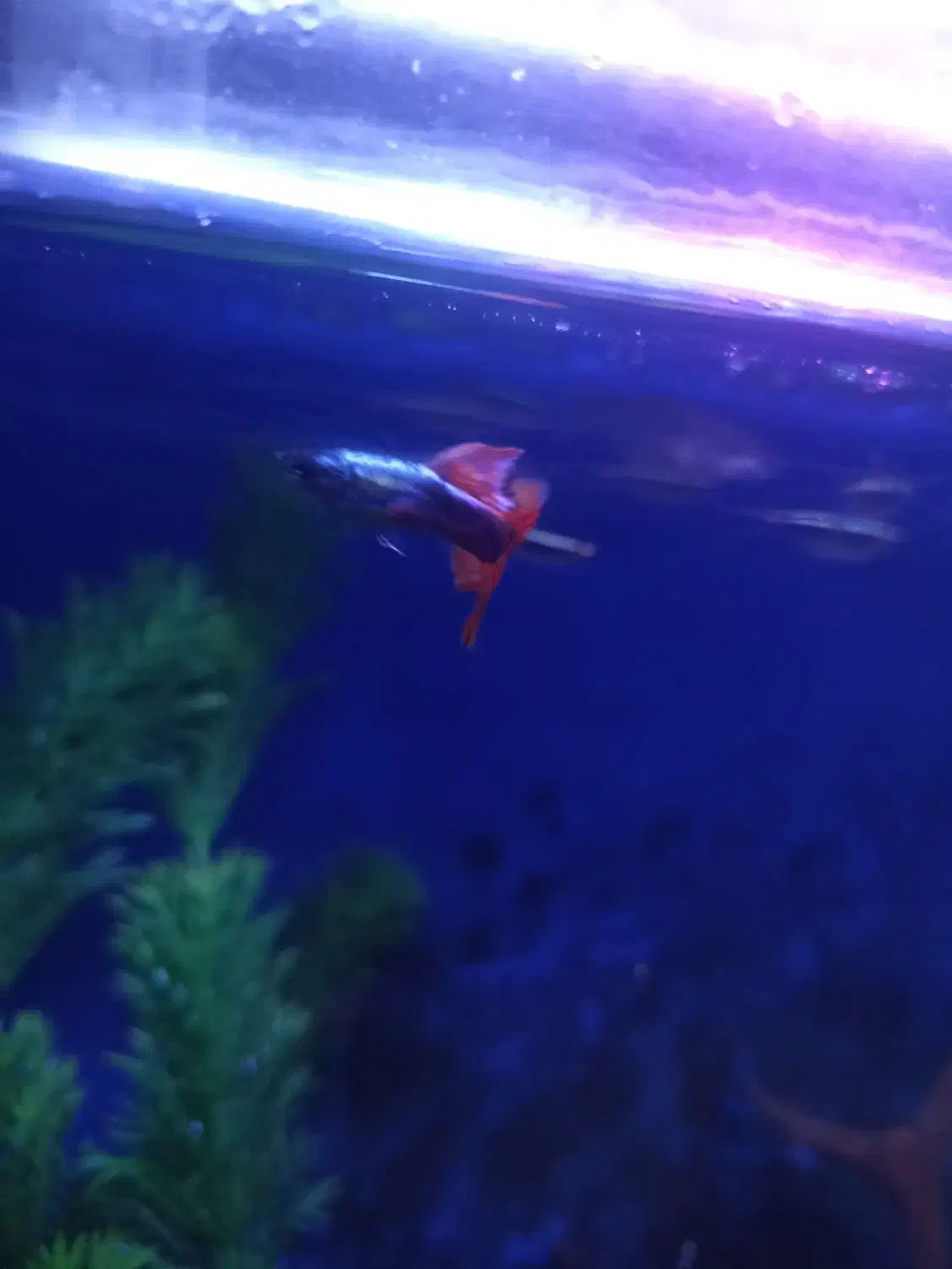 ماهی گوپی نرو ماده مولد|ماهی|چهاردانگه (تهران), |دیوار