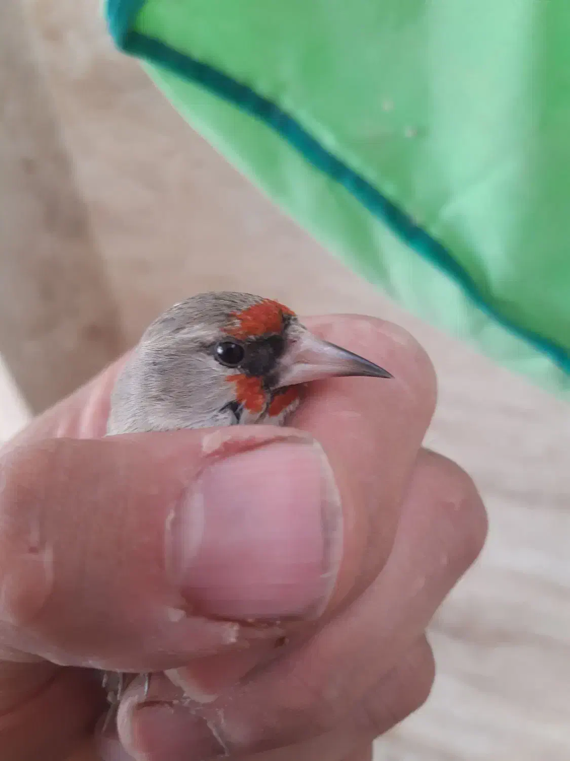 سهره کرمونی|پرنده|خمینی‌شهر, |دیوار