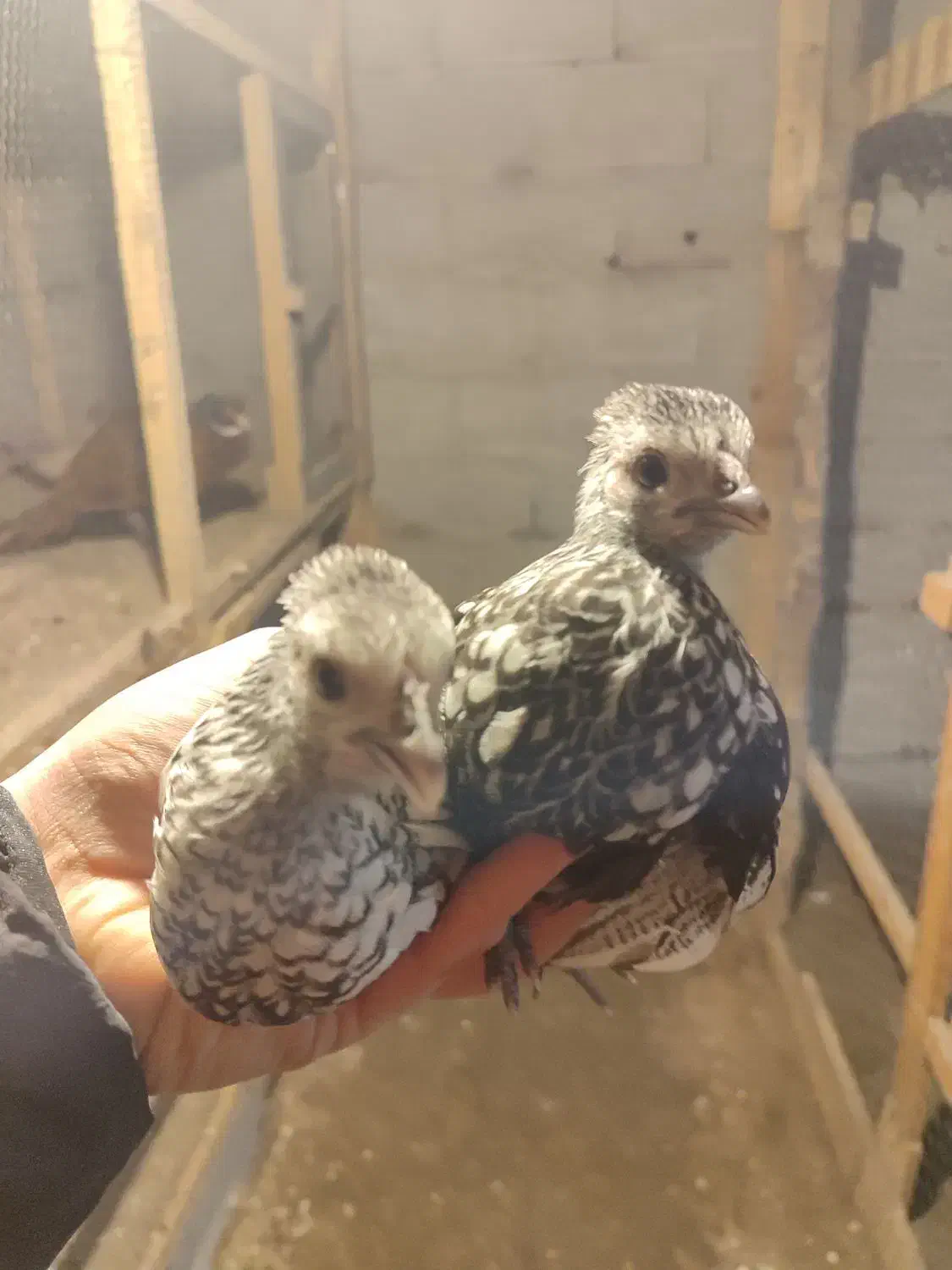 جوجه مرغ و خروس زینتی پولک منظم|حیوانات مزرعه|رشت, شهرک قدس|دیوار