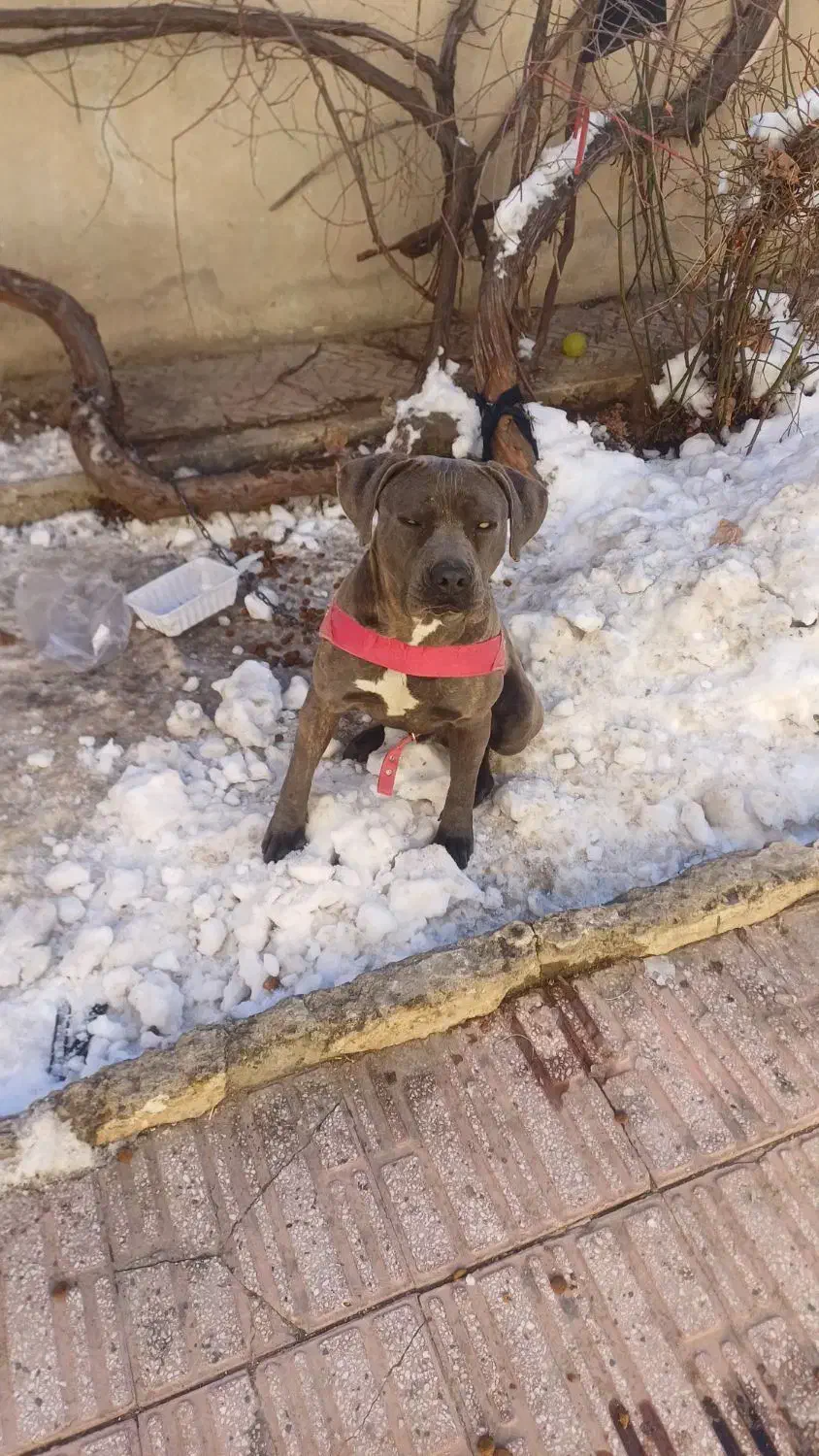 یجفت پیت بول بی‌نظیر|سگ|همدان, |دیوار