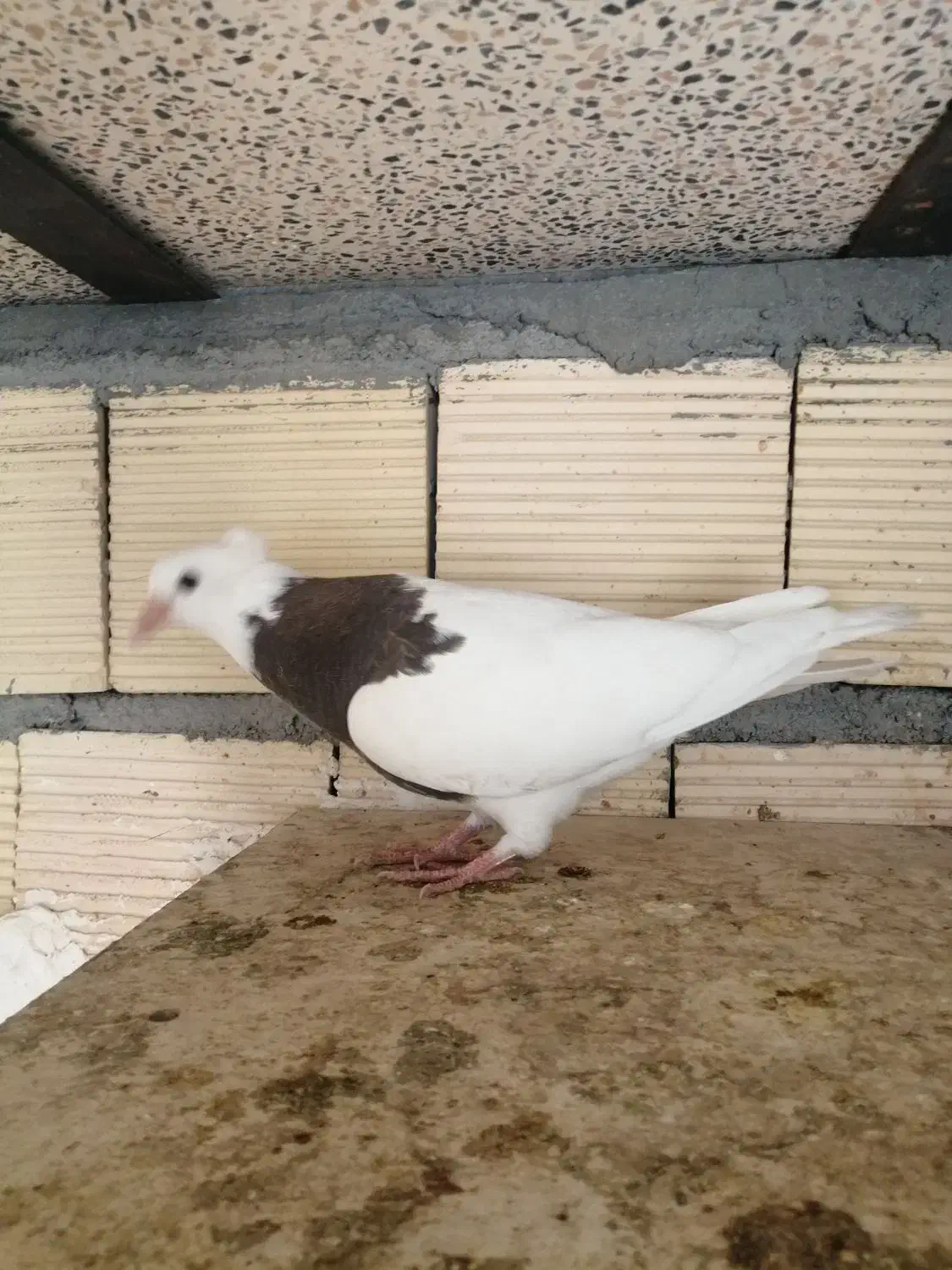 کبوتر|پرنده|کرمانشاه, |دیوار