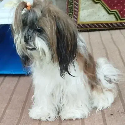 واگذاری سگ پاکوتاه خونگی...|سگ|زنجان, |دیوار