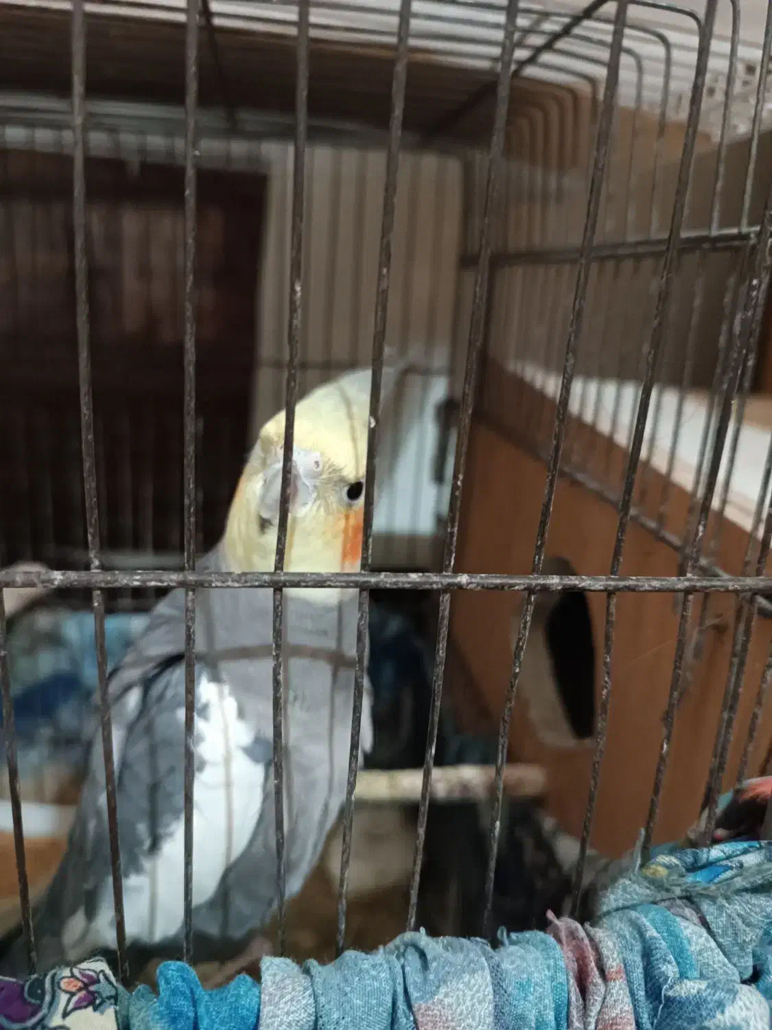 عروس هلندی نر هندیجان|پرنده|هندیجان, |دیوار