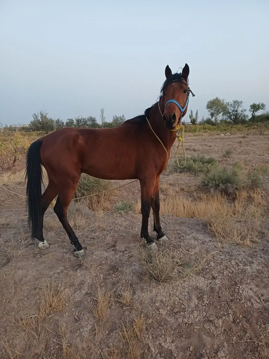 اسب|اسب و تجهیزات اسب‌سواری|قزوین, |دیوار