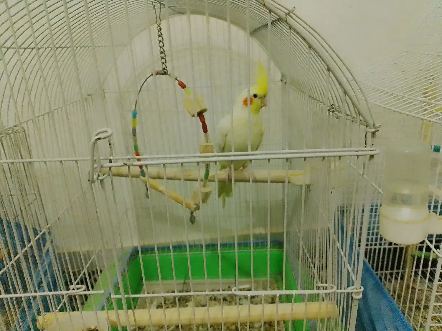 طوطی عروس لوتینو|پرنده|نظرآباد, شهرک سید جمال الدین|دیوار