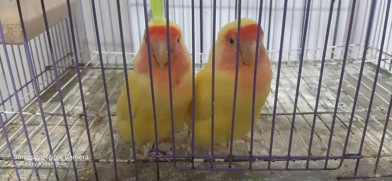 طوطی برزیلی|پرنده|مهدی شهر, |دیوار