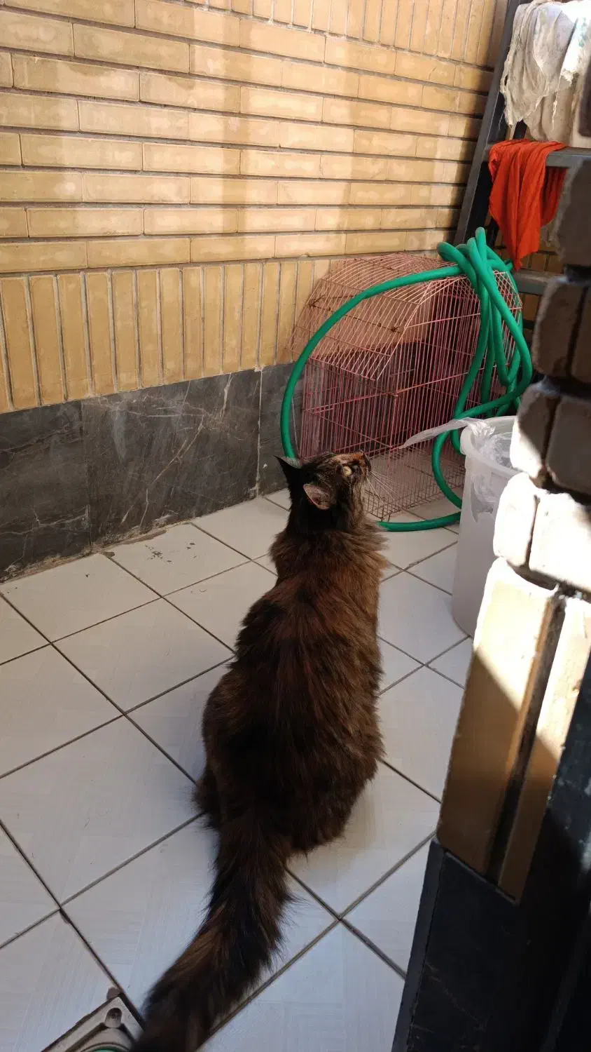 واگذاری بچه گربه نژاد مین کون|گربه|مشهد, دانشجو|دیوار