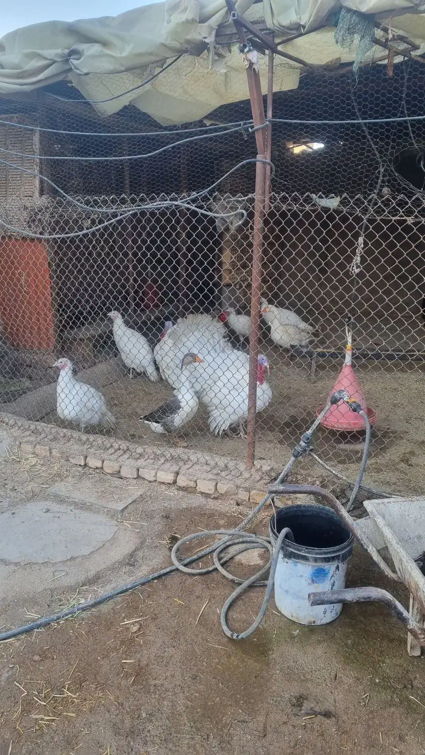 بوقلمون|حیوانات مزرعه|گرمسار, |دیوار