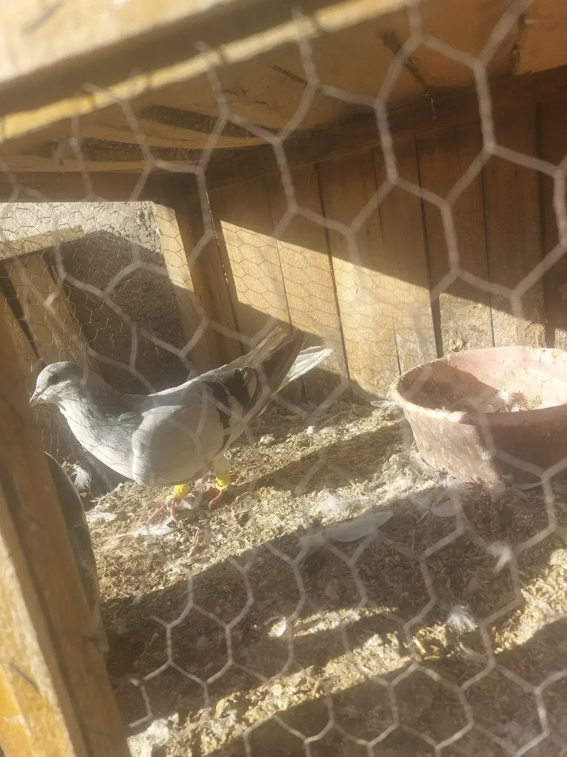 کفتر خوشرنگ طوسی|پرنده|ساوه, |دیوار