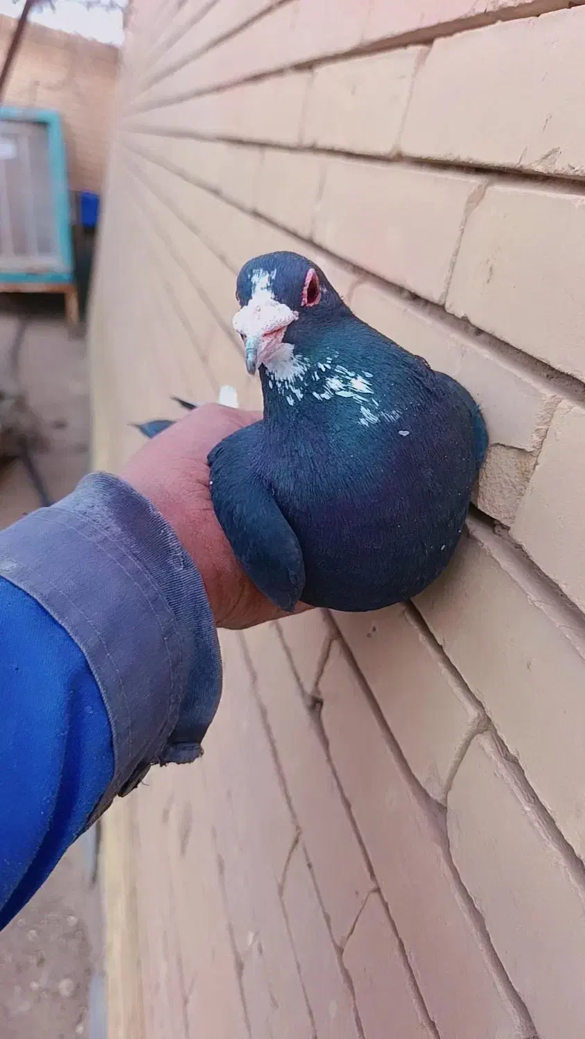 کوسه|حیوانات|رفسنجان, |دیوار