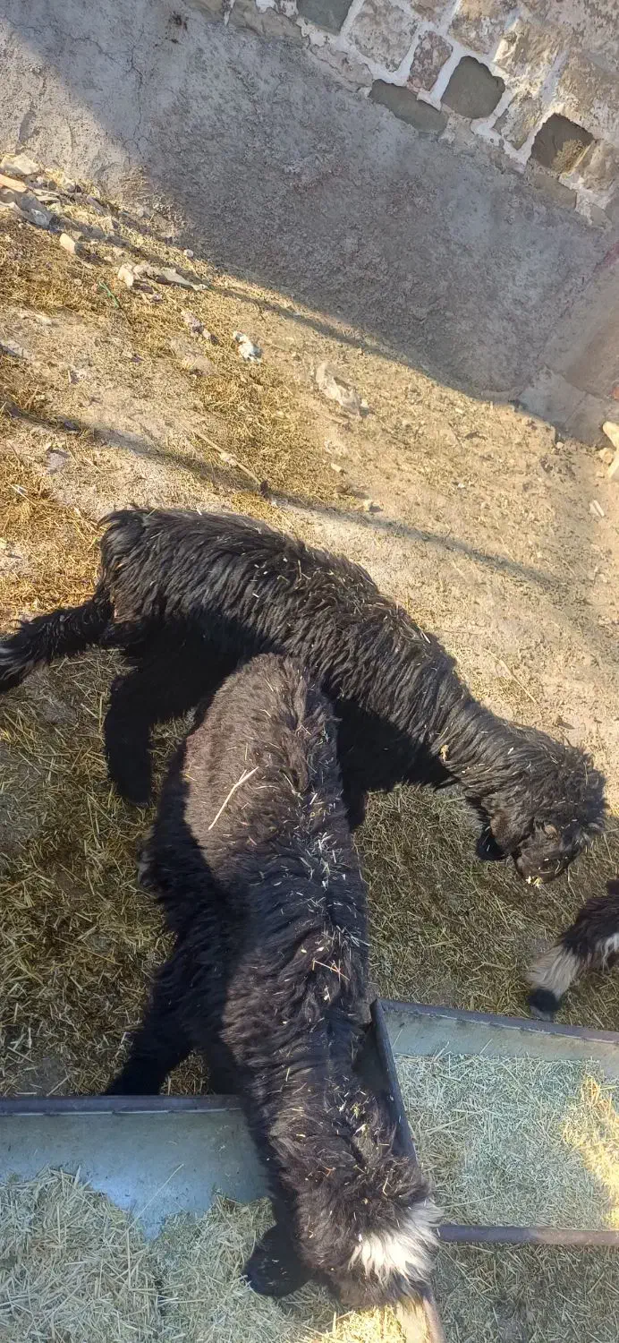 بره|حیوانات مزرعه|مسجد سلیمان, |دیوار