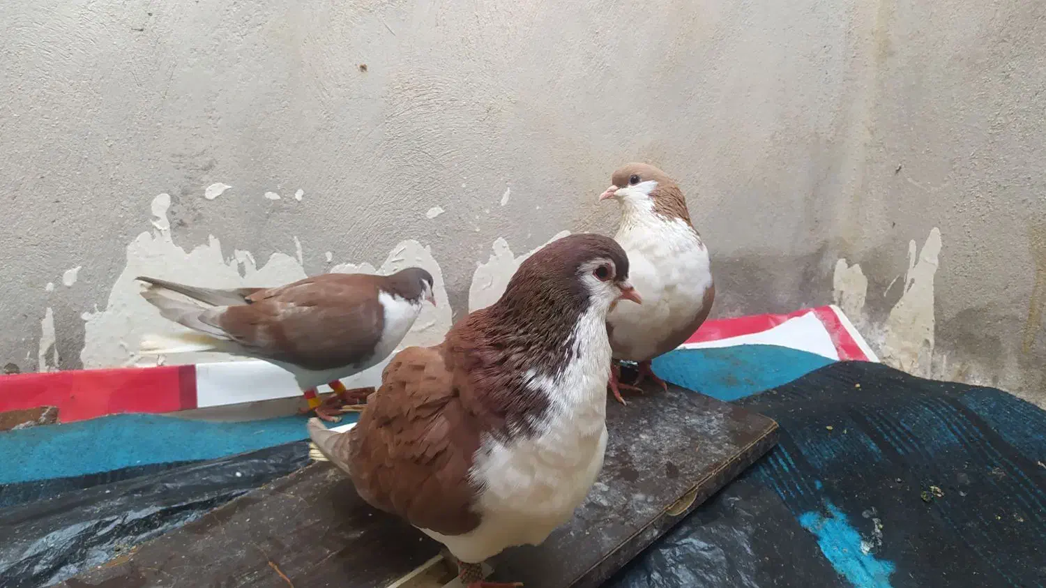 سرخ|پرنده|بجنورد, |دیوار