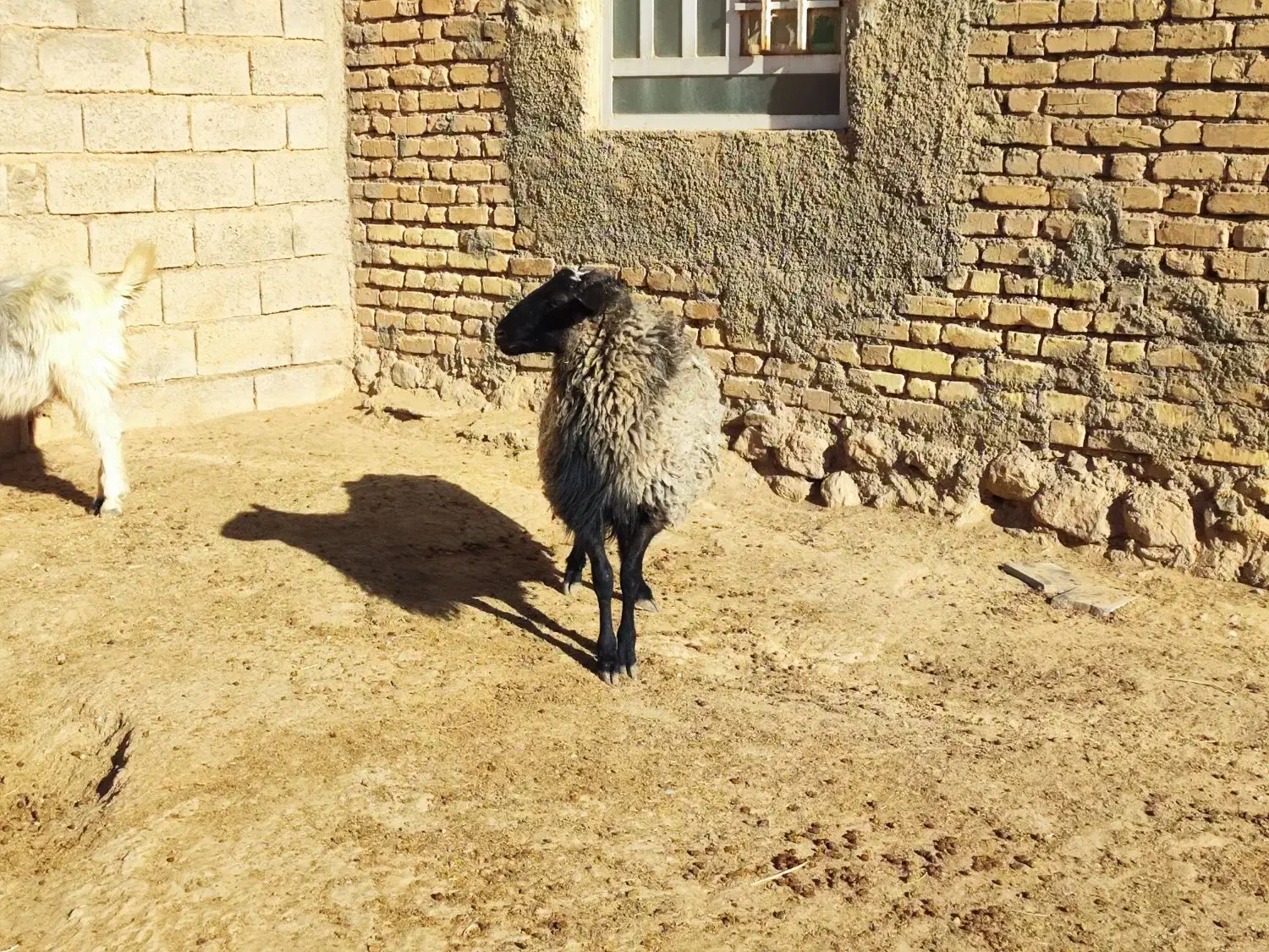 شیشک قوچ رومانوف اصل بذری|حیوانات مزرعه|بختگان, |دیوار