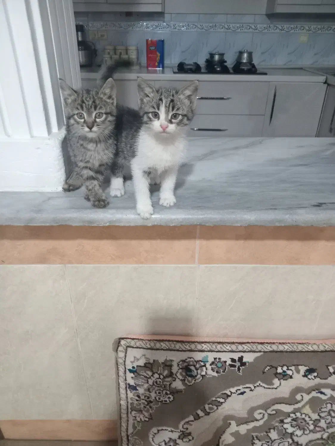 واگذاری بچه گربه|گربه|گرگان, |دیوار