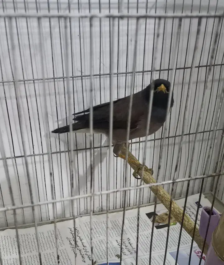 مرغ مینا|پرنده|تهران, ارجمندی راد|دیوار