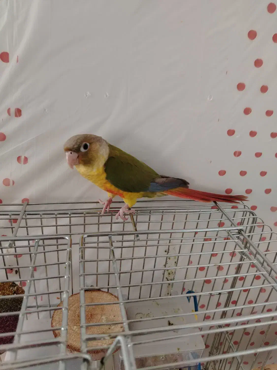 پرنده گیرینچیک آناناسی|پرنده|شیراز, دلجو|دیوار