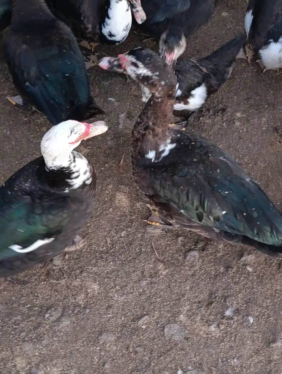 اردک نر|حیوانات مزرعه|املش, |دیوار