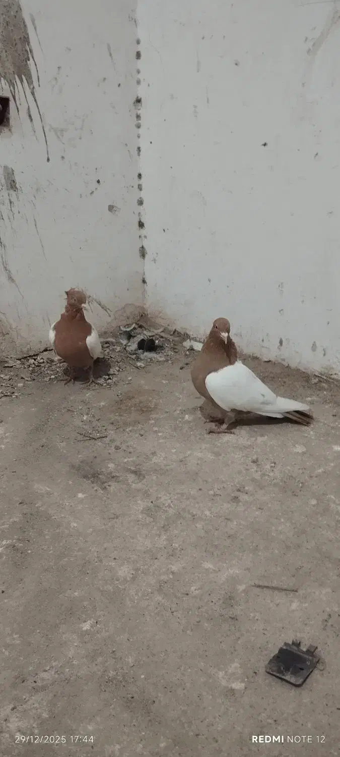 سینه زرد|پرنده|رضویه, |دیوار