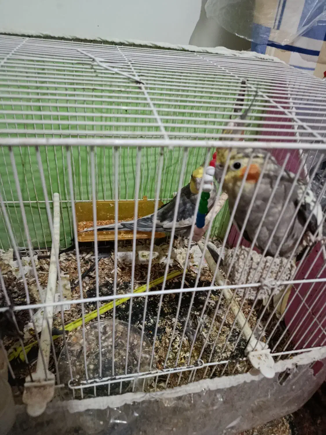 عروس هلندی|پرنده|شاهرود, |دیوار