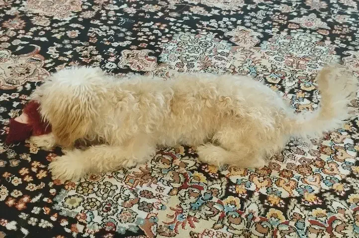 پودل توی|سگ|بندرعباس, |دیوار