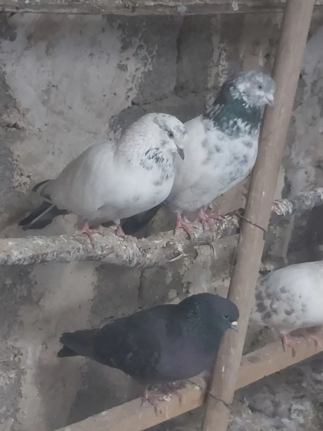 مایه کفتر|پرنده|هشتگرد, ینگی امام|دیوار