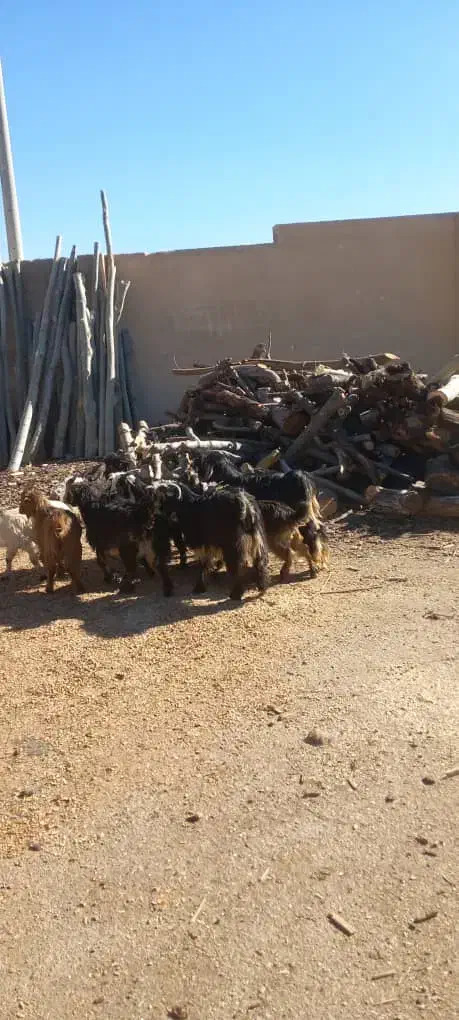 فروش بزغاله|حیوانات مزرعه|نجف‌آباد, حومه نجف آباد|دیوار