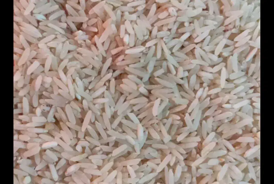 برنج فجر نو|خوردنی و آشامیدنی|شیراز, شهرک گلستان شمالی|دیوار