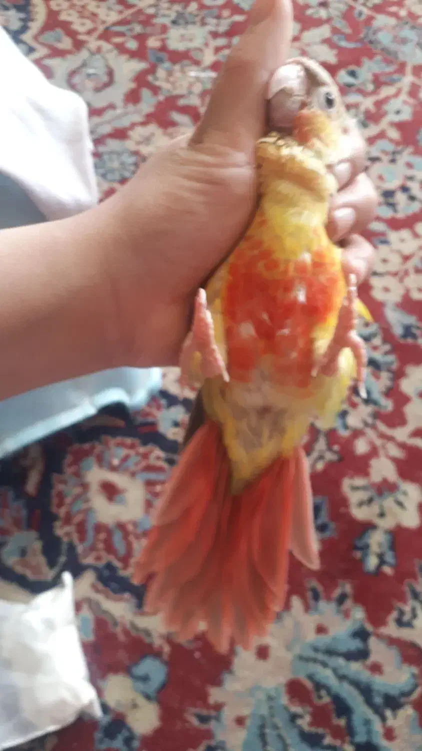 گرینچیک ۵ماهه دستی شاه تخم باهوش|پرنده|مشهد, سازمان آب|دیوار